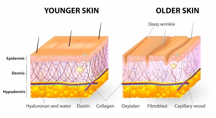 Collagen chiếm đến 70% cấu trúc da