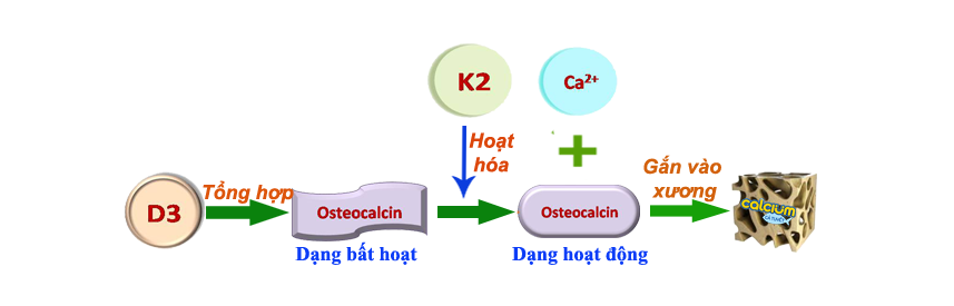 Cách bổ sung canxi giúp hấp thụ nhanh