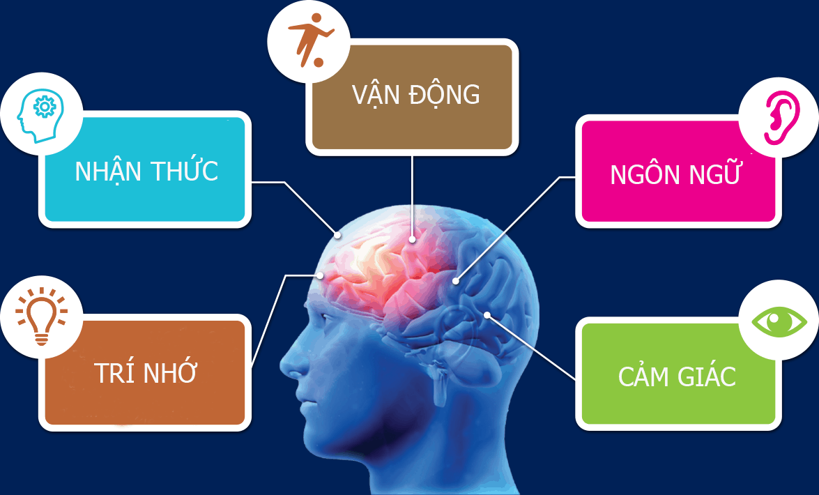 Thúc đẩy chức năng não bộ