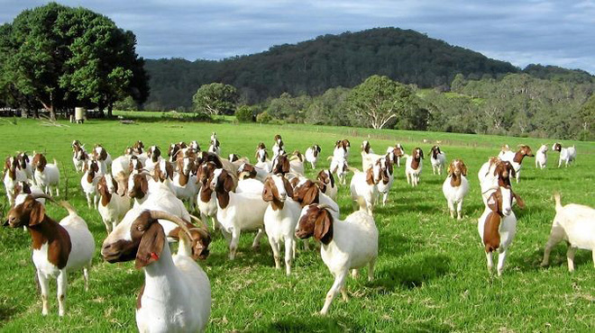 ROYAL AUSNZ GOAT TODDLER MILK DRINK 3: SỮA DÊ CHO TRẺ TRÊN 1 TUỔI TỐT NHẤT MẸ NÊN CHỌN HIỆN NAY
